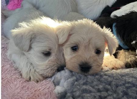 Schnauzer (Miniature) for sale by ZEPHUNDE