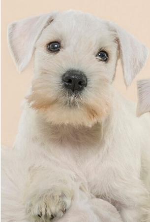 Schnauzer (Miniature) for sale by ZEPHUNDE