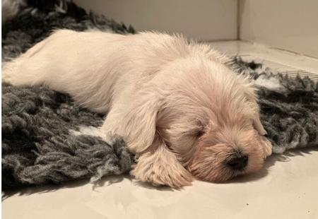 Schnauzer (Miniature) for sale by ZEPHUNDE