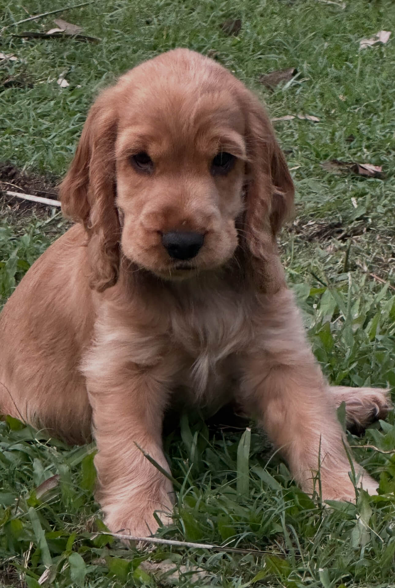 Crittacockas Enchanted Amber Cocker Spaniel - Owned by Natalie Rose