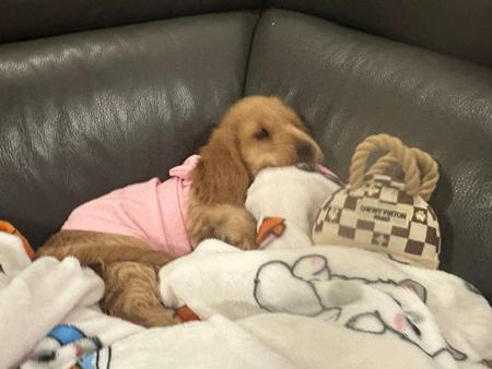 Cocker Spaniel for sale by ROSEDRAGON