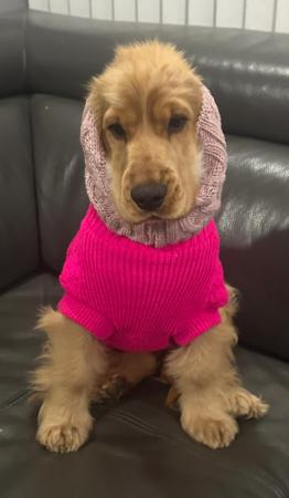 Cocker Spaniel for sale by ROSEDRAGON