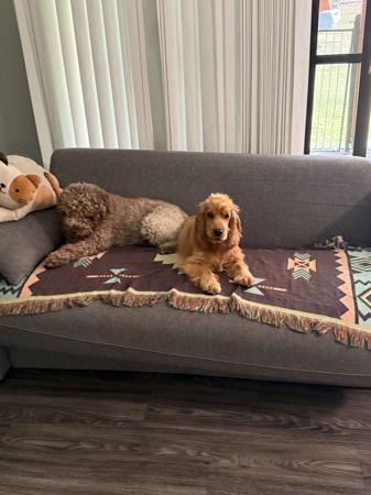 Cocker Spaniel for sale by ROSEDRAGON