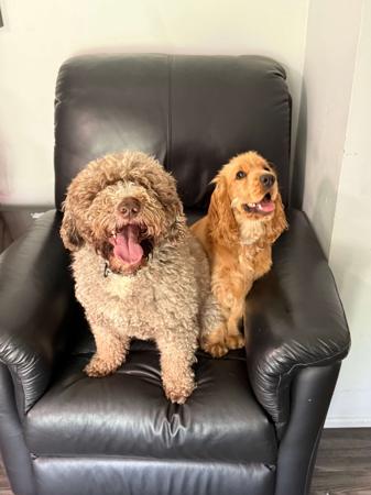 Cocker Spaniel for sale by ROSEDRAGON