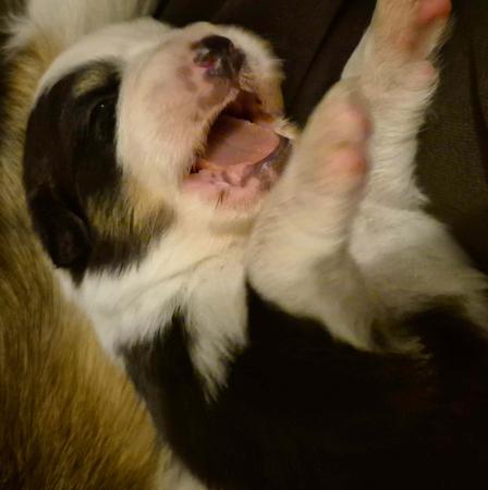 Australian Shepherd for sale by LAMADABELL