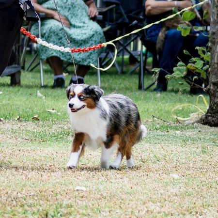 Miniature American Shepherd for sale by LAMADABELL