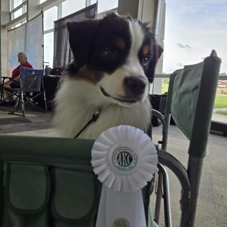 Miniature American Shepherd for sale by SILVAWILOW