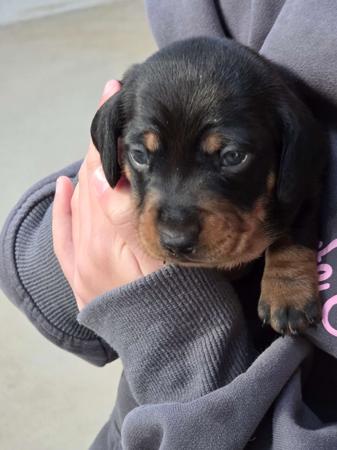 Dachshund (Miniature Smooth Haired) for sale by DYNABULL