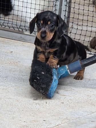 Dachshund (Miniature Smooth Haired) for sale by DYNABULL