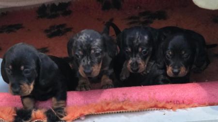 Dachshund (Miniature Smooth Haired) for sale by DYNABULL