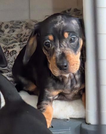 Dachshund (Miniature Smooth Haired) for sale by DYNABULL