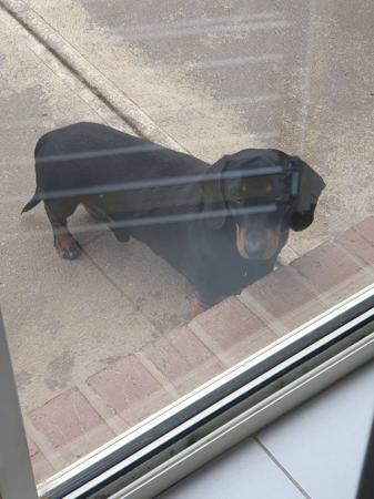 Dachshund (Miniature Smooth Haired) for sale by DYNABULL