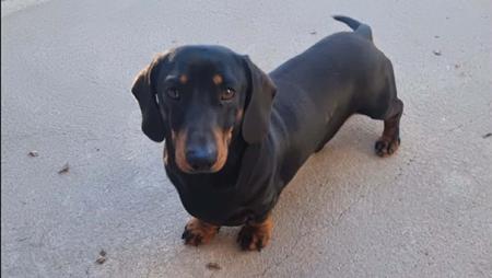 Dachshund (Miniature Smooth Haired) for sale by DYNABULL