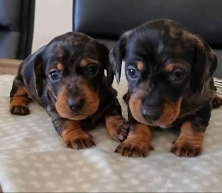 Dachshund (Miniature Smooth Haired) puppy for sale by DYNABULL