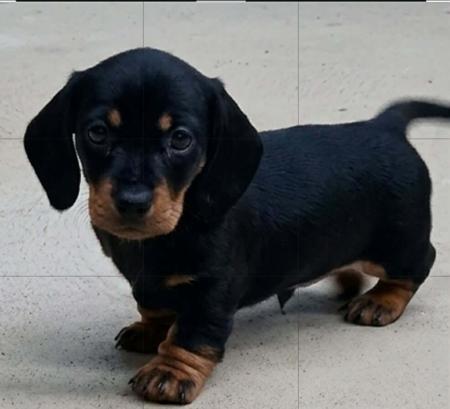 Dachshund (Miniature Smooth Haired) puppy for sale by DYNABULL