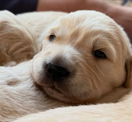 Golden Retriever puppy for sale by BABBAMIAGOLD