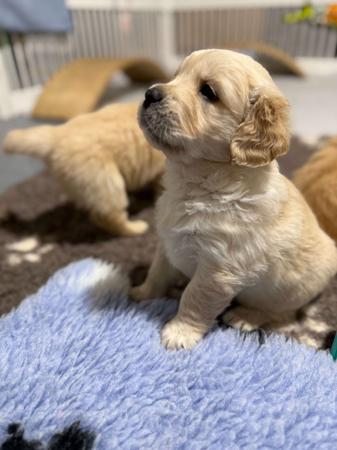 Golden Retriever puppy for sale by BABBAMIAGOLD