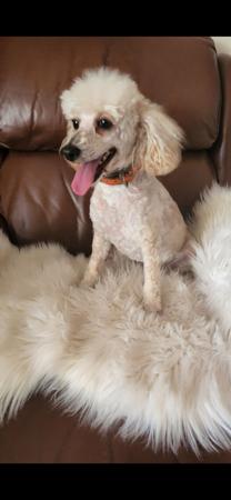 Poodle (Toy) dog for sale by TOYZRGREAT