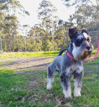 Schnauzer (Miniature) for sale by CUDDLEPUP