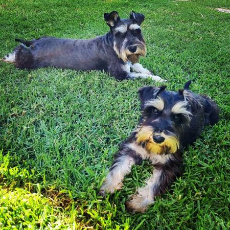 Schnauzer (Miniature) for sale by CUDDLEPUP