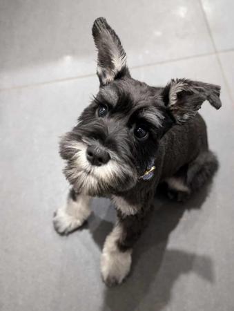 Schnauzer (Miniature) for sale by CUDDLEPUP