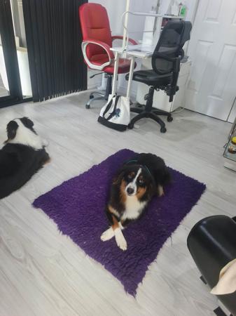 Australian Shepherd for sale by GRANDSPY