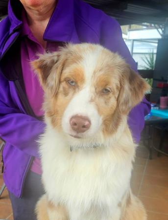 Australian Shepherd for sale by GRANDSPY