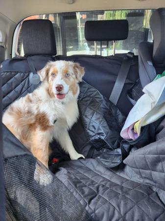 Australian Shepherd for sale by GRANDSPY