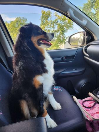 Australian Shepherd for sale by GRANDSPY