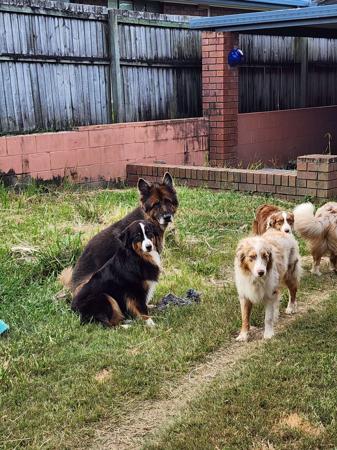 Australian Shepherd for sale by GRANDSPY