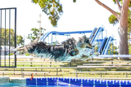 Australian Shepherd for sale by NORSONIX