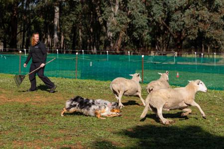 Australian Shepherd for sale by NORSONIX