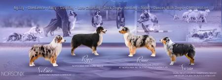 Australian Shepherd for sale by NORSONIX