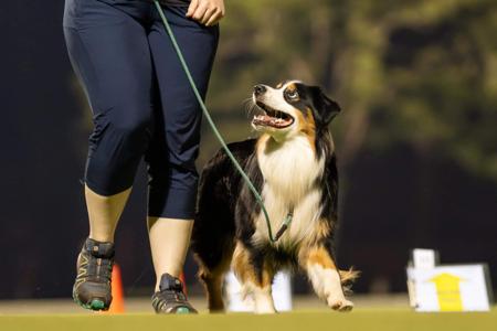 Australian Shepherd for sale by NORSONIX