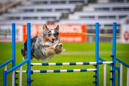 Australian Shepherd for sale by NORSONIX