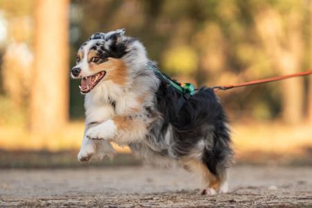 Australian Shepherd for sale by NORSONIX