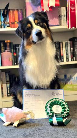 Australian Shepherd for sale by NORSONIX