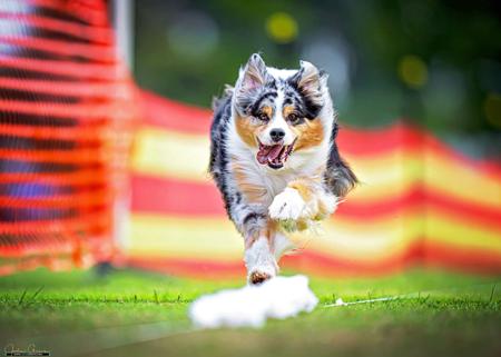 Australian Shepherd for sale by NORSONIX