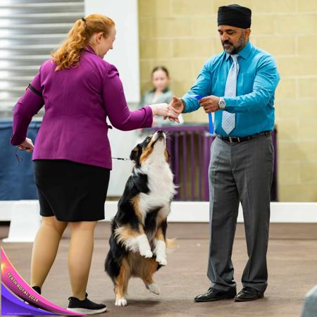 Australian Shepherd for sale by NORSONIX