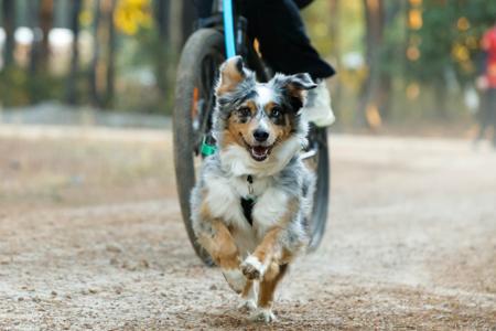 Australian Shepherd for sale by NORSONIX