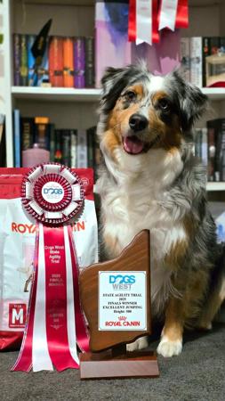 Australian Shepherd for sale by NORSONIX