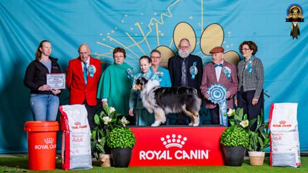 Australian Shepherd for sale by NORSONIX