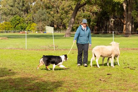 Australian Shepherd for sale by NORSONIX
