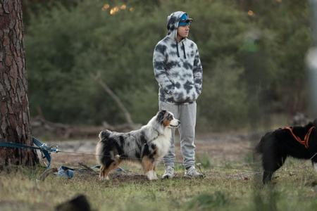 Australian Shepherd for sale by NORSONIX