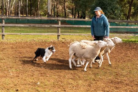 Australian Shepherd for sale by NORSONIX