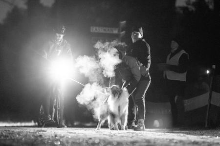 Australian Shepherd for sale by NORSONIX