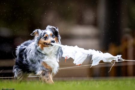 Australian Shepherd for sale by NORSONIX