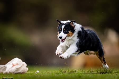 Australian Shepherd for sale by NORSONIX
