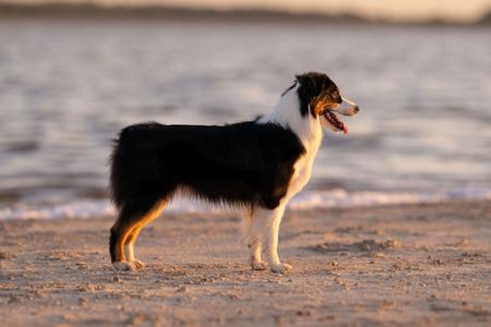 Australian Shepherd for sale by NORSONIX
