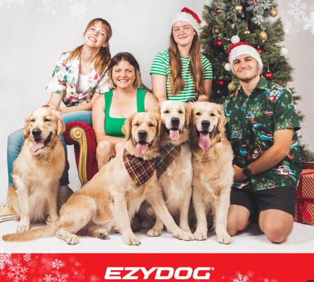 Golden Retriever for sale by BELLALUMA